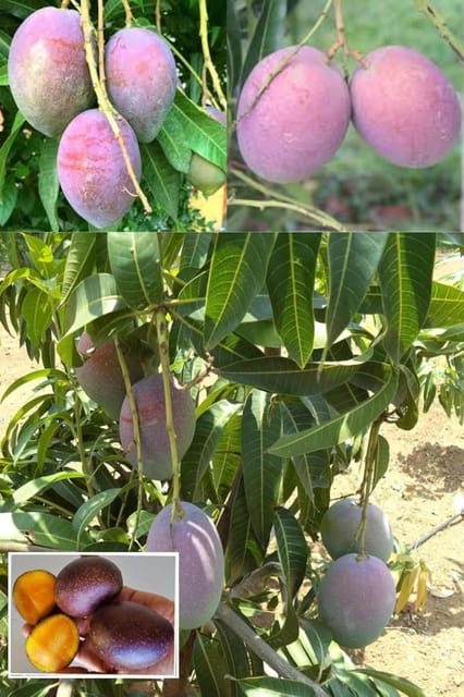 Arunika Mango Aam Grafted Fruit  Plant (Height 1.5-2 Feet) Premium Variety Mango Tree, Fruits After 1Year, Fiberless, Juicy, And Aromatic,Sweet Flavor.1 Healthy Plant For Home Garden