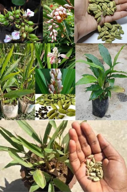 "  Elaichi (Cardamom) Spice Plant Grow Your Own Exotic Flavor (Height 1-2 Feet) All Season Amrud Green Skin Aromatic Spice Cardamon (1Healthy  Plant) For Home Garden  Plant