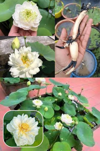 All Time Beautiful Big Hybrid (Snow White) Lotus Tuber, Root Flower Plant, Tree Granted Blooming 30 Days, Mild, Sweet Fragrance Flower, 1 Healthy Fresh Tuber For Home Garden