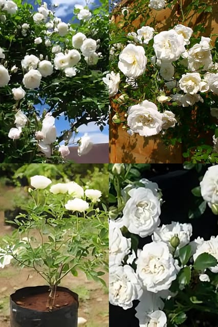 Rare   White Climbing Rose Flower Plant (Height 1-2 Feet) Climbing Rose Orignal Hybrid Variety Flower Plant For Home Garden Outdoor Flower Tree
