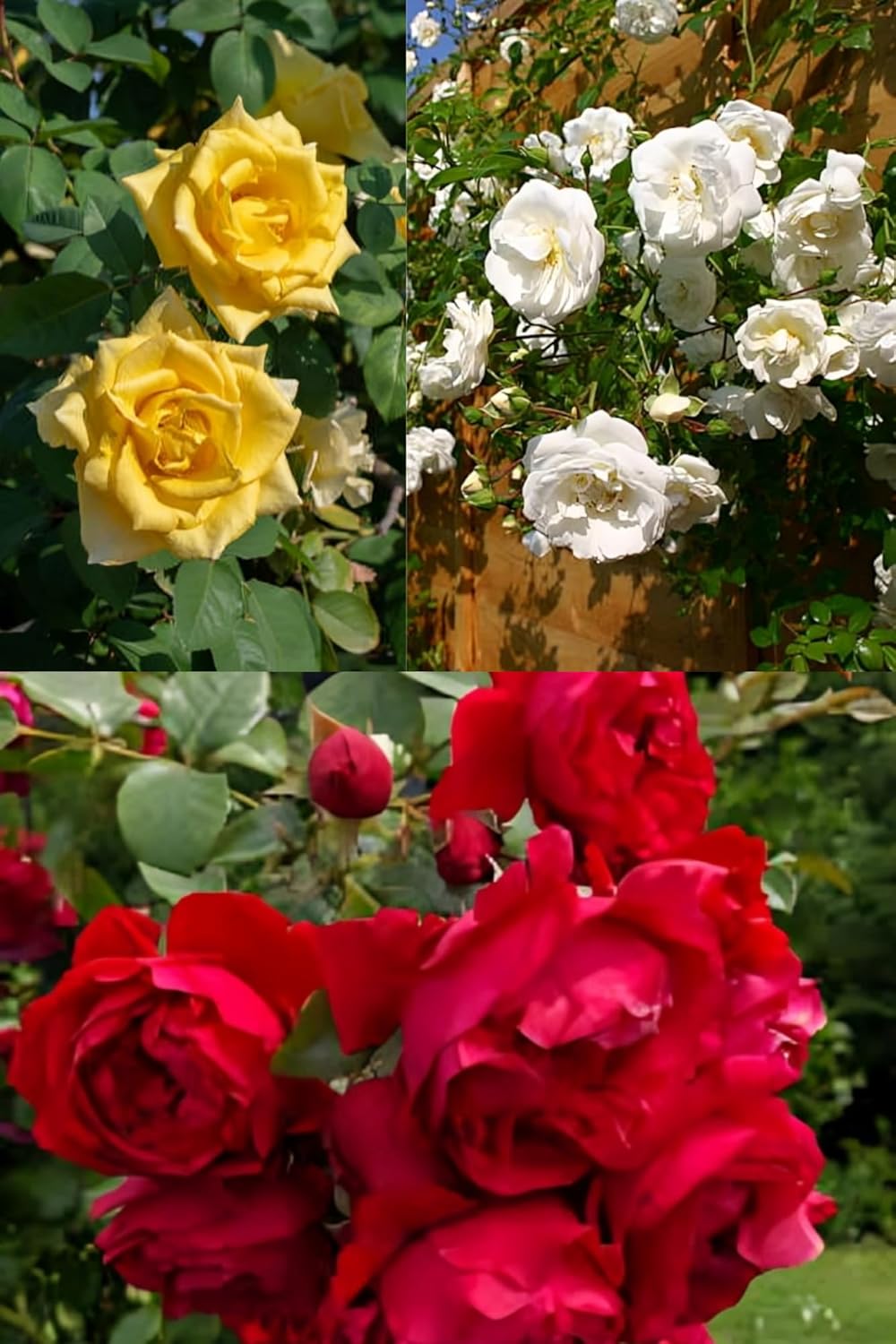 Climbing Rose Flower Plant (Height 1-2 Feet) Climbing Rose Orignal Hybird Variety Flower Plant For Home Garden ( Pack Of-3)
