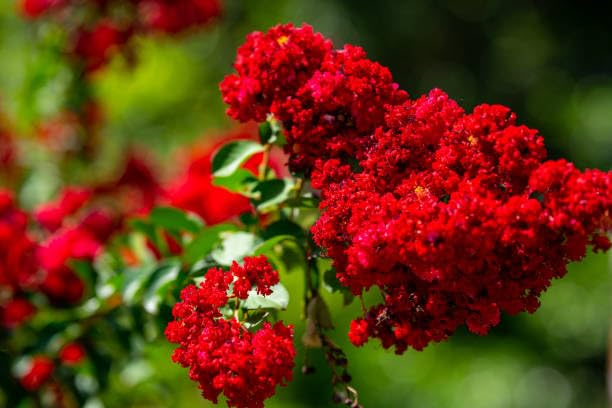 Fresh & Healthy Crape Myrtle/Furush Flowers Plant (Height 1.5-2 Feet) All Season Amrud (Red) Skin With Flesh Organic Varieties Flower Tree (Pack Of-1) For Gardening  Shrubs Tree