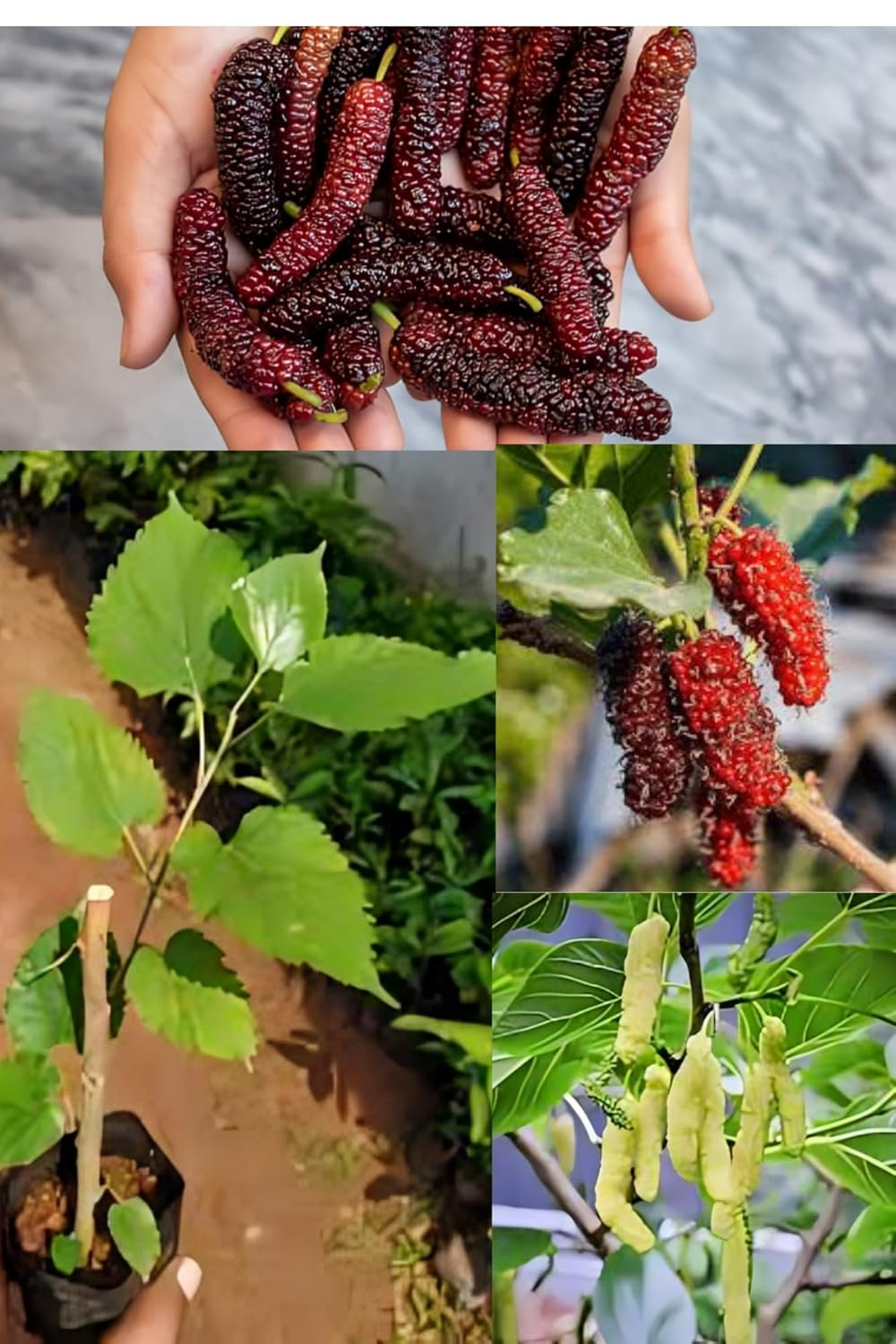 Rare  Sweet Mulberry Fruit Plant (Height 1-1.5 Feet) Long Finger All Time Mulberry Fruit Hybrid Variety Plant(Fruit After 3-5 Month) (1 Healthy Mulberry Plant) Outdoor  Tree