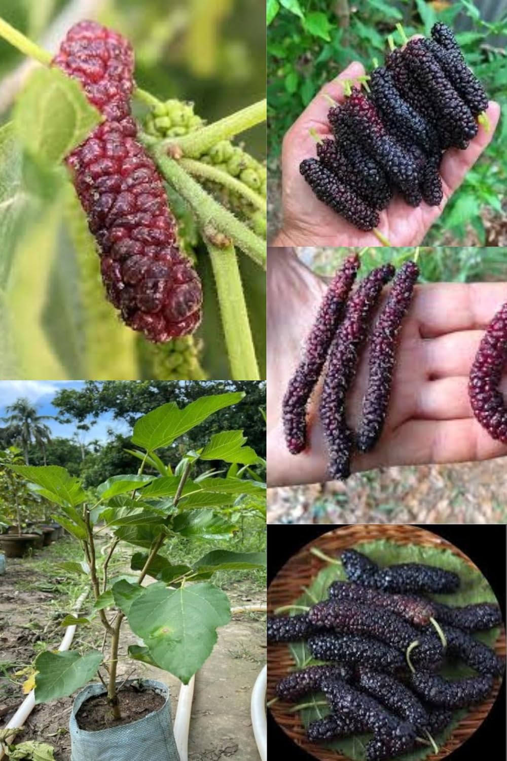 Fresh & Healthy Long Mulberry Fruit Plant (Height 1.5-2 Feet) After Fruit- 2 Month All Season Amrud Red Skin With Fresh Organic Hybrid Grafting Fruit (Pack Of-1) Outdoor  Fruit Tree