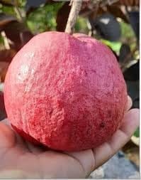 Rare  Malaysian Red Guava Fruit Plant (Height 1-2 Feet) Grafted Plant Dwarf Variety Fresh Red Skin All Season Guava Fruit |After Fruit 6-7 Month| Outdoor tree Pack Of -1