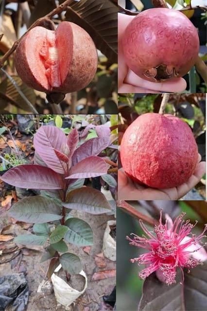 Rare  Malaysian Red Guava Fruit Plant (Height 1-2 Feet) Grafted Plant Dwarf Variety Fresh Red Skin All Season Guava Fruit |After Fruit 6-7 Month| Outdoor tree Pack Of -1