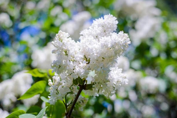 Fresh & Healthy Crape Myrtle/Furush Flowers Plant (Height 1.5-2 Feet) All Season Amrud White Skin With Flesh Organic Varieties Flowers Tree (Pack Of-1) For Gardening  Shrubs Tree