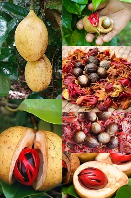 Zxxyanbi"Rare Nutmeg Jaiphal Myristica Javitri Jatifala, Jaiphal Masala Spice  Plant (Height 1.5-2 Feet) "Kerala Variety" Sweetly Fragrant (1 Healthy Spice Plant) For Home Garden  Tree