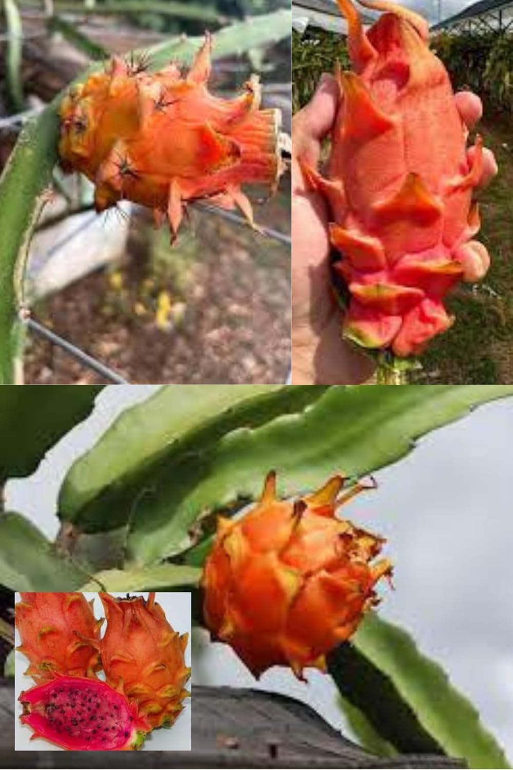 Hawaiian Orange Dragon Fruit Cutting/Grafted Fruit  Plant (Height 1.5-2 Feet) Exotic Fruit Lovers A Like, Fruits After 6 Month,Sweet, Juicy Flovar, 1 Healthy Fresh Plant For Home Garden