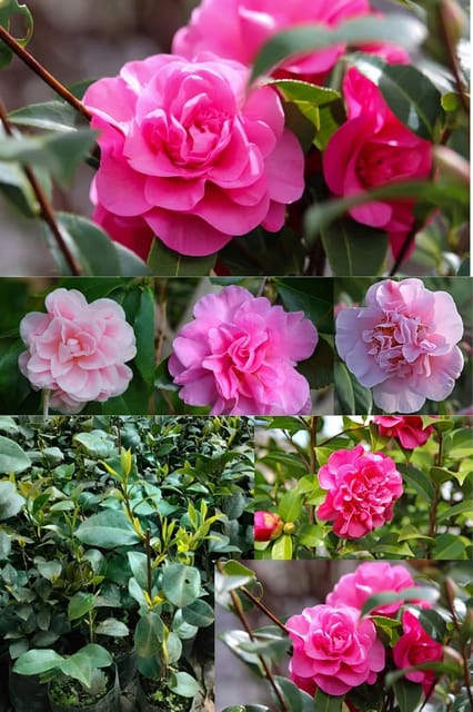 Rare Bonnie Marie Queen Pink Camelliea Flower Plant (Heaight 1.5-2 Feet) Camellia Pink Orignal Hybrid Variety Flower Plant [Mildly Fragrant] For Home Graden Outdoor  Tree (Pack Of-1)