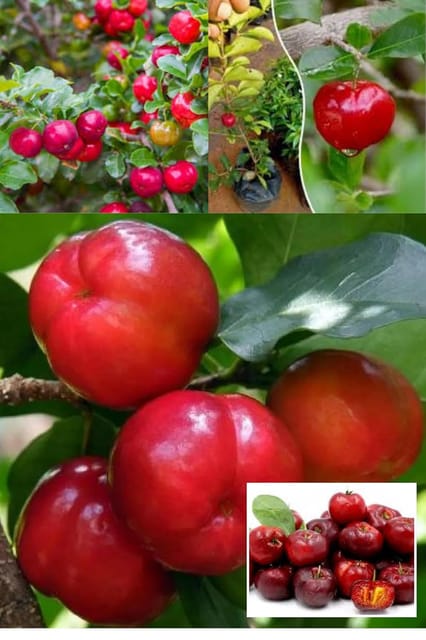 Barbados Apple Cherry Cherries Layering/Grafted Fruit  Plant (Height 1.5-2.5 Feet) Fruits After 6 Month, Sweet-Tart, Juicy Flavor Taste Fruit, 1 Healthy Plant For Home Garden