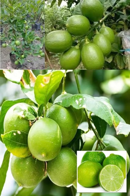 Baramasi Seedless Nimbu (Lemon) Layering/Grafted  Fruit Plant (Height 1.5-2 Feet) Hybrid All Season Lemon/Nimbu Plant, Tangy, Refreshing Flavor (2  Plant For Home Garden