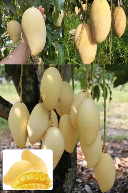 Thai Nam Dok Mai All Time Mango Aam Grafted Fruit  Plant (Height 1.5-2 Feet Intensely Sweet, Fragrant, & Considered One Of The Finest Dessert Mangoes, 1Healthy Plant For Home Garden