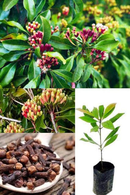 Rare Clove Lavanga Spice  Hybrid Plant (Height 1.5-3 Feet) (After Flower 10 Month) Fresh Syzygium Aromaticum,Laung,Lavongo 1 Healthy  Spice Plant For Home Garden