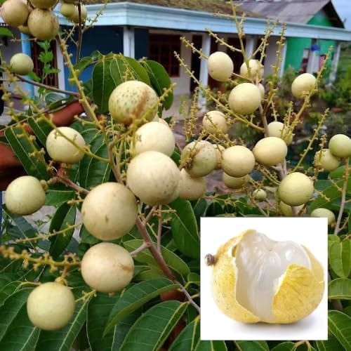 Snow White Dragon Eye Longan Grafted Fruit  Plant (Height 1-2 Feet) Fruit Afted 1 Year, Translucent-White Flesh And Exceptionally Sweet Flavor, 1Healthy Fresh Plant For Home Garden