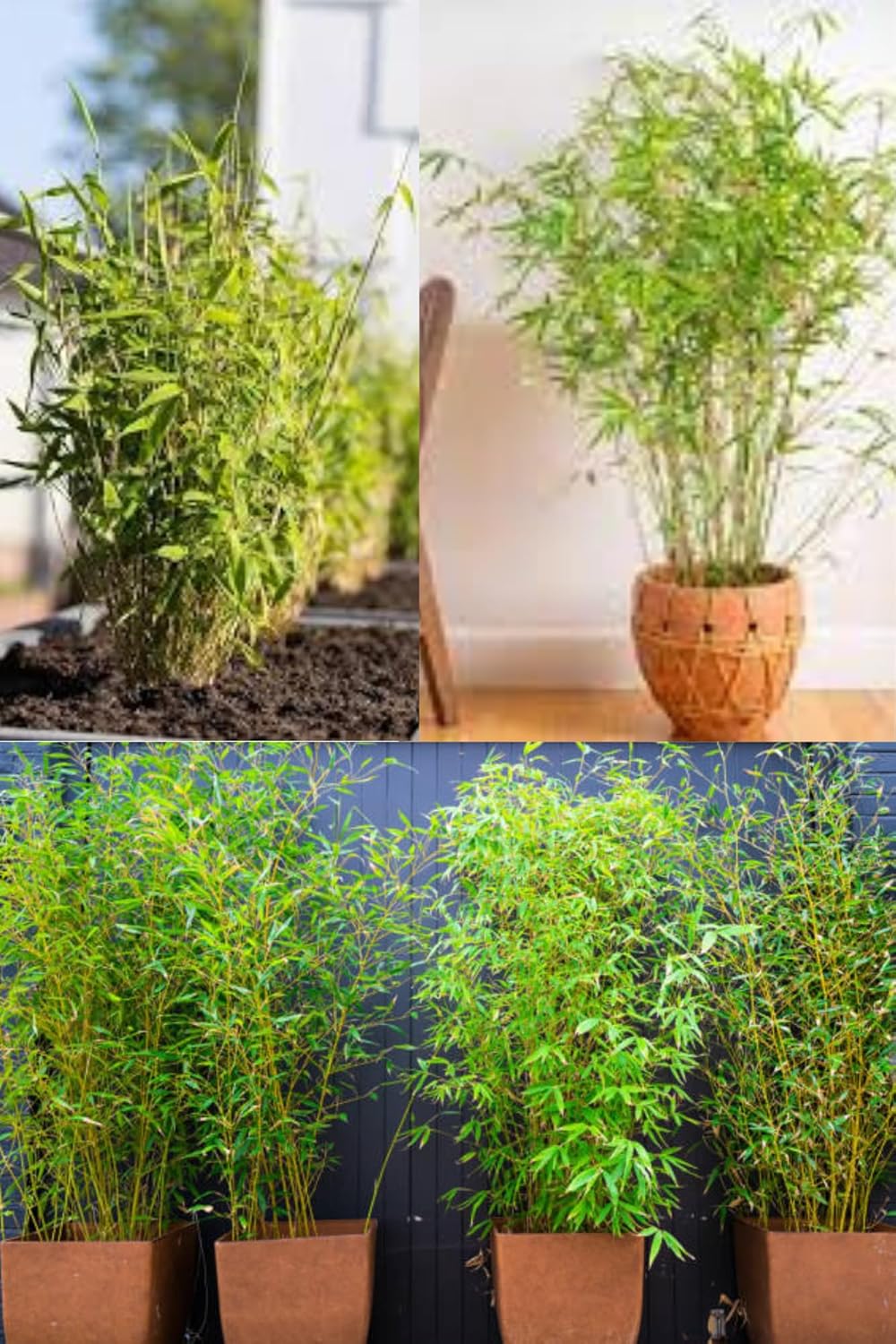 Golden Bamboo (Phyllostachys Aurea) Indoor & Outdoor Beuty  Plant (Height1-1.5 Feet) (Pack Of 1 Fresh Bamboo Plant) Fresh & Healthy For Home Garden Indoor/Outdoor  Plant