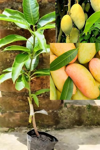 Rare Dasheri Mango Fruit Plant Hybrid (1.5-2 Feet Height) Dasheri Mango Plant Original Rare  Mango Grafted Fruit Plant For Home Graden Outdoor  Tree