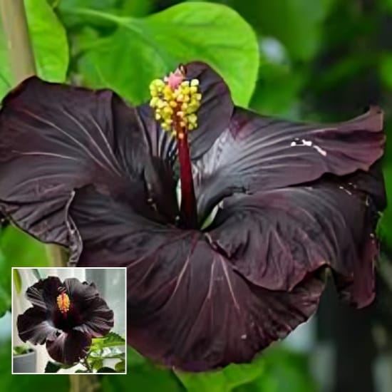 American Black Hibiscus Grafted Flower  Plant (Height 1-1.5 Feet) For Home Garden