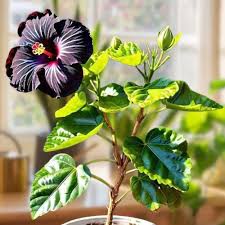 American Black Hibiscus Grafted Flower Plant (Height 1-1.5 Feet) For Home Garden