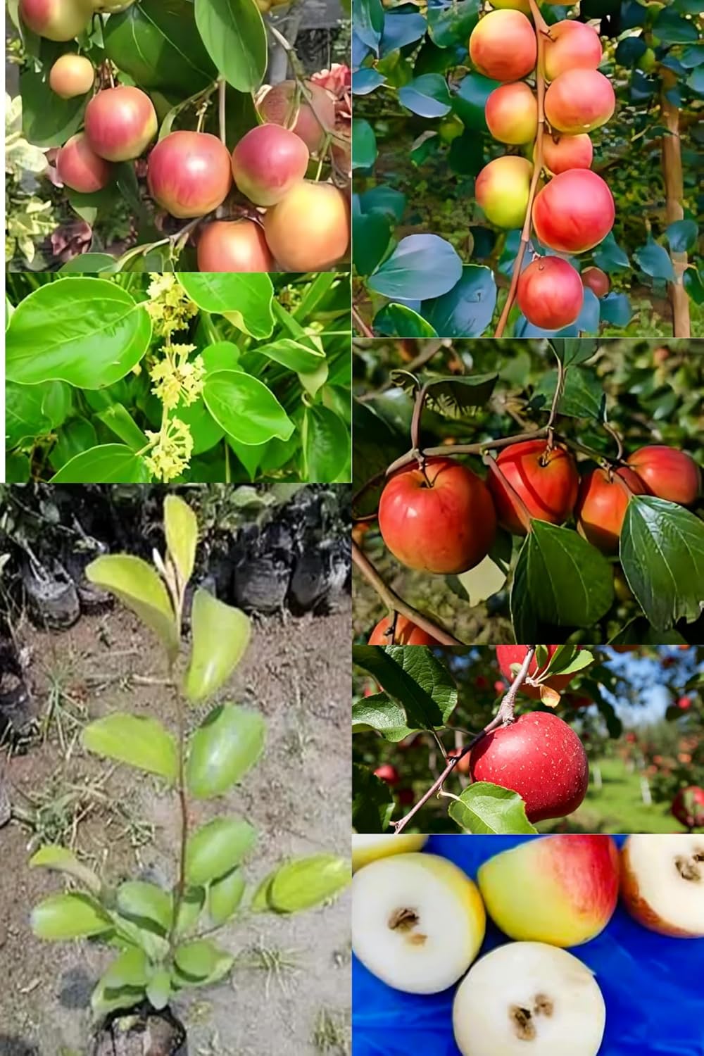Rare  Seedless Apple Ber (Indian Jujube Kul Grafted) Fruit Plant (Height 1-2 Feet) Apple Ber Orignal Hybrid Variety Grafted Fruit Plant [Pack Of -1] For Home Garden Outdoor  Tree