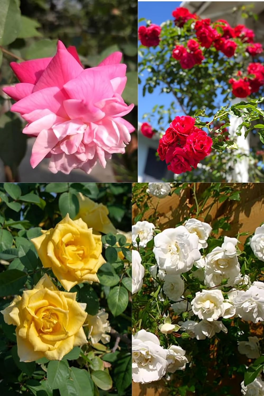 Climbing Rose (Multicolour Flower) Plant (Height 1-2 Feet) Climbing Rose Orignal Hybrid Variety Flower Sweet, Pleasant Fragrance. |For Home Garden Outdoor  Tree