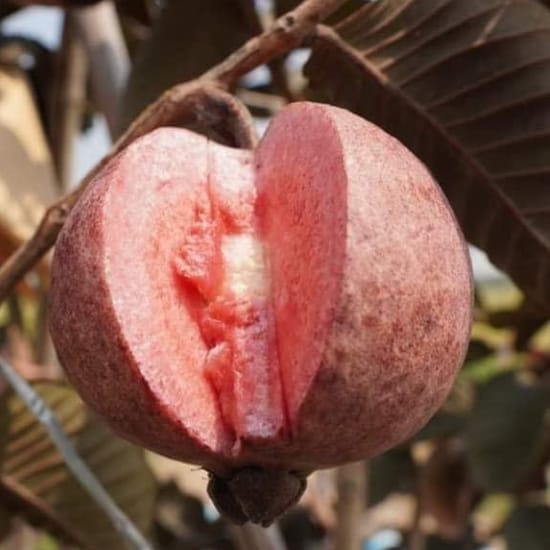 Red Guava Fruit Plant Hybrid (1-1.5 Feet Height) Red Guava Plant Original Rare  Guava Fruit Plant All Season Fruit For Home Graden Outdoor  Tree