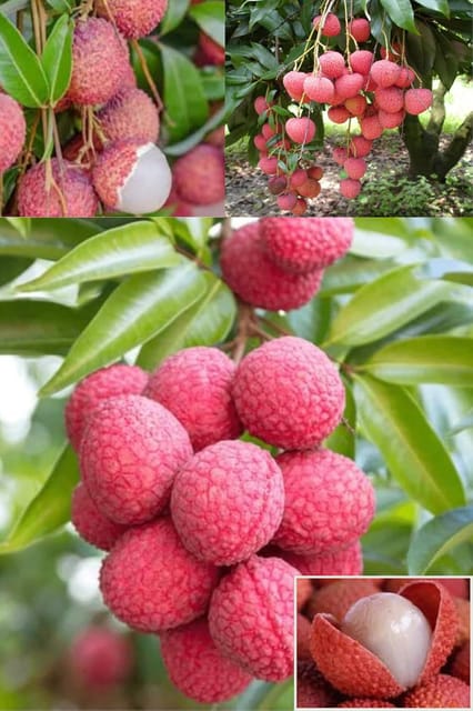 Early Seedless Litchi Fruit Plant (1.5-2 Feet Height) / Air-Layered/All Season Amrud Red Skin With Fresh Organic Hybrid Dwarf Varieties Lychee Fruit (Pack Of-1) Outdoor  Fruit Tree