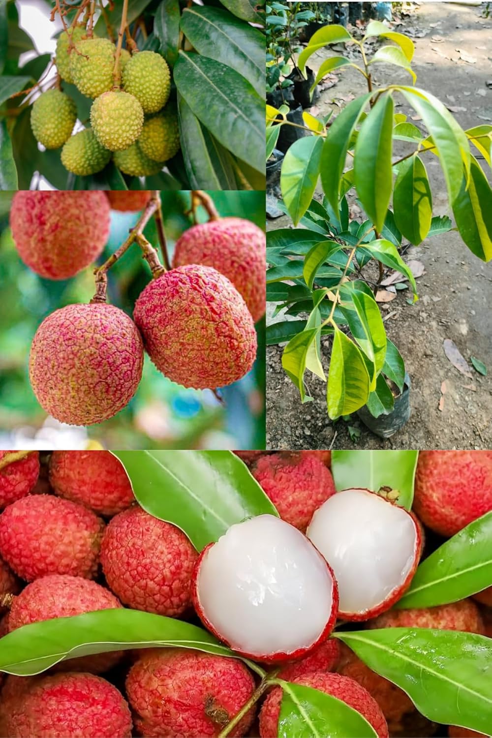 Fresh All Time Chom Pogo Litchi Fruit Plant Tropical Rare Exotic Dwarf Air Layered Lychee Tree (Height 1-2 Feet) Litchi Plant Hybrid All Seasons  White, Juicy Fruit For Home Garden