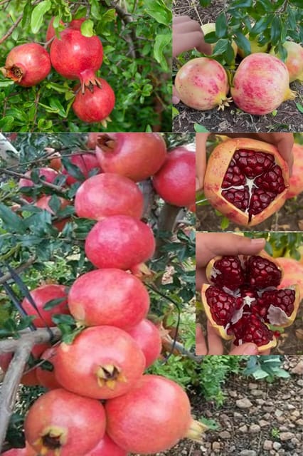Super Bhagwa Pomegranate (Anar) Layering/Grafted Fruit  Plant (1.5-2 Feet Height) All Season Red Skin With Fresh Organic Hybrid Dwarf Varieties Fruit (Pack Of-1) Outdoor  Fruit Tree