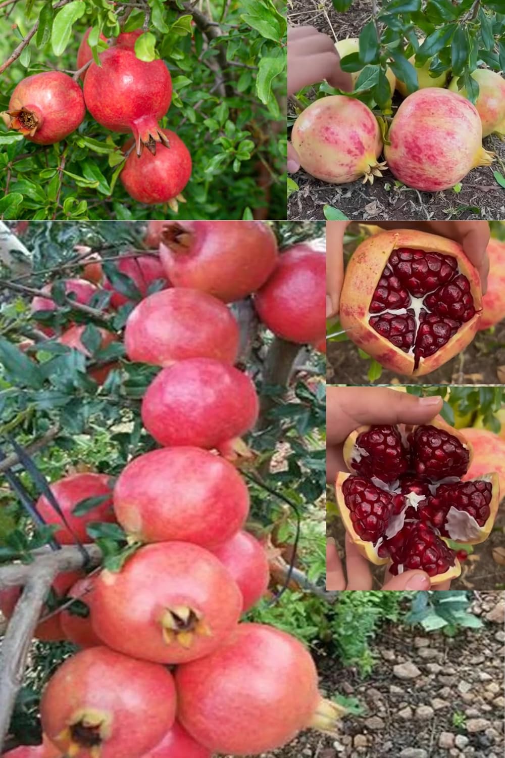 Super Bhagwa Pomegranate (Anar) Layering/Grafted Fruit  Plant (1.5-2 Feet Height) All Season Red Skin With Fresh Organic Hybrid Dwarf Varieties Fruit (Pack Of-1) Outdoor  Fruit Tree
