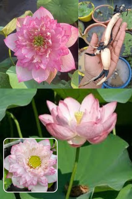 All Season Beautiful Big Hybrid Lotus Tuber, Root Flower Plant,(Cherry Lotus Variety) Tree Granted Blooming 30 Days, Light Sweet Scent, 1 Healthy Fresh Tuber For Home Garden
