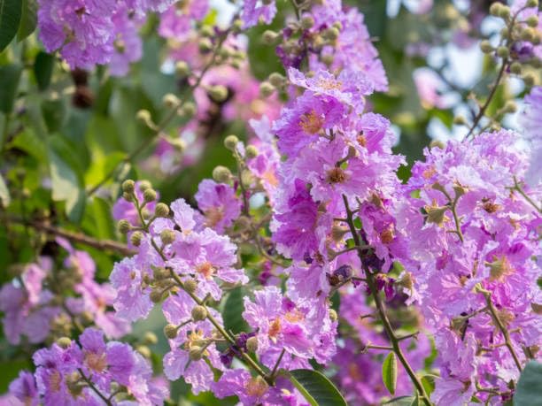 Fresh & Healthy Crape Myrtle/Furush Flowers Plant (Height 1.5-2 Feet) All Season Amrud (Pink) Skin With Flesh Organic Varieties Flower Tree (Pack Of-1) For Gardening  Tree