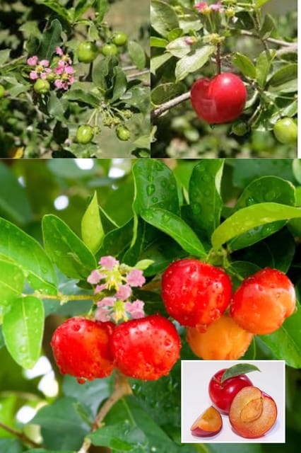 Zxxyanbi"Rare  Barbados Apple Cherry,West Indian Cherries Fruit  Plant (Height 1.5-2 Feet) Hybrid Variety Exotic Layering/Grafted :Sweet-Tart Flavor Plant (2Healthy Plant For Home Garden