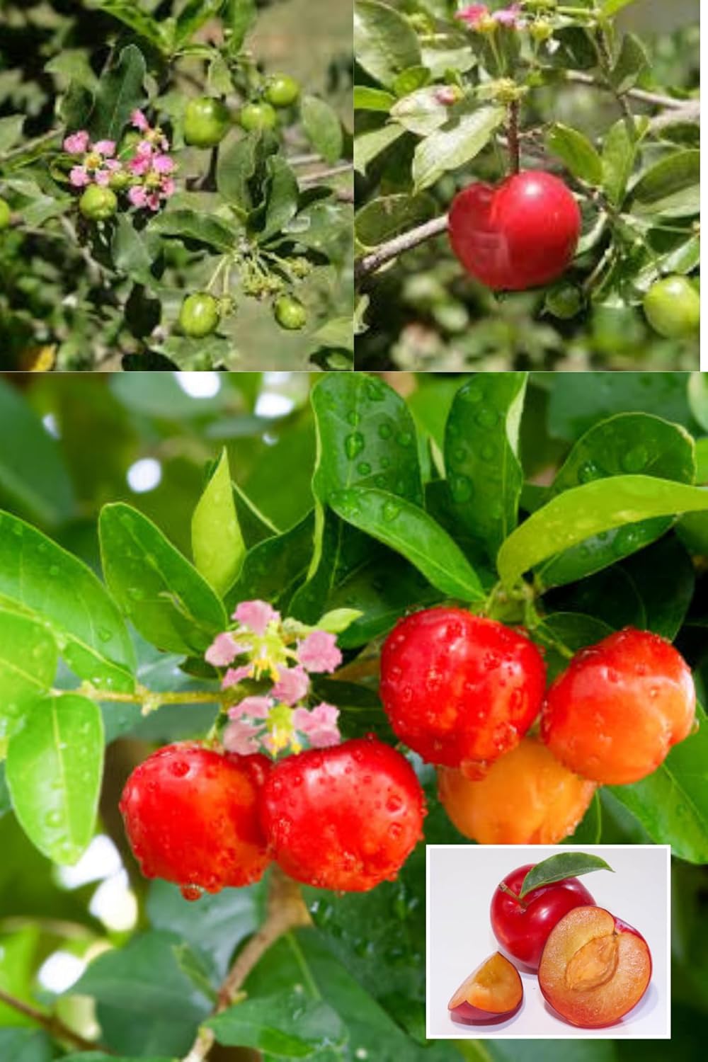 Zxxyanbi"Rare  Barbados Apple Cherry,West Indian Cherries Fruit  Plant (Height 1.5-2 Feet) Hybrid Variety Exotic Layering/Grafted :Sweet-Tart Flavor Plant (2Healthy Plant For Home Garden