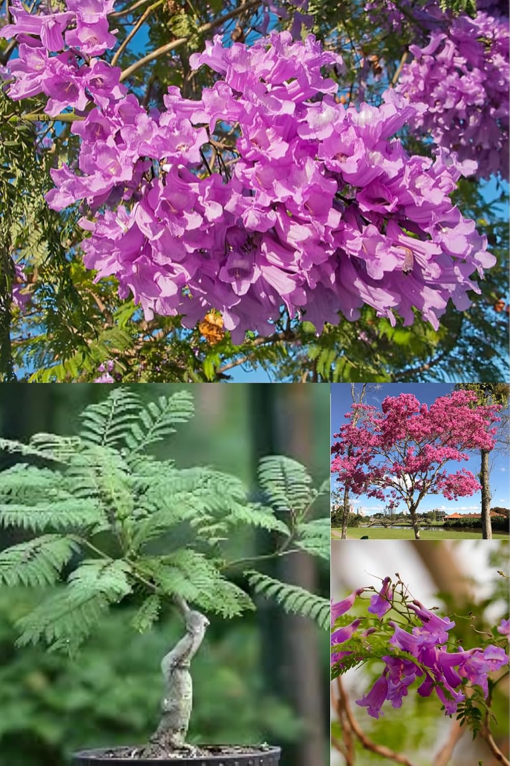 Fresh & Healthy Jacaranda Mimosifolia Pink Flowers Plant (Height 1.5-2 Feet) All Season Amrud (Soft Pink) Skin With Fresh Organic Varieties Flower (Pack Of-1) Gardening  Fruit Tree