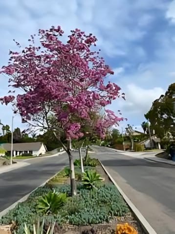 さ*び様 【直輸入】Jacaranda PINK & BLACK Vinyls Fresh Healthy Jacaranda Mimosifolia | Buy Online | ZXXYANBI