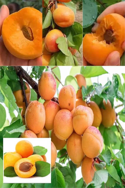 Apricot (Zardalu/Khubani) Layering/Grafted Fruit  Plant (Height 1.5-2.5 Feet) (Prunus Armeniaca) Sweet,Slightly Tangy, And Aromatic Taste, 1 Healthy Plant For Home Garden