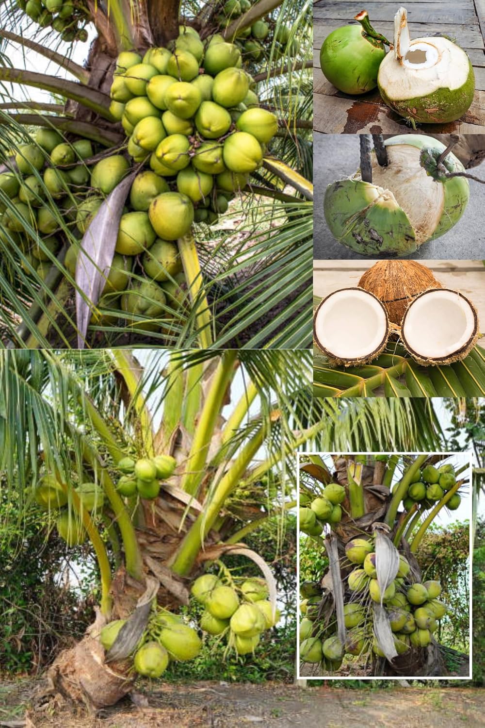 Zxxyanbi"Rare Karala Kalpasree Coconut Nariyal Hybrid Dwarf Fruit  Plant (2-3 Feet Height) After Fruit 3-4 Year(1 Healthy  Plant) For Home Graden Outdoor  Fruit Tree