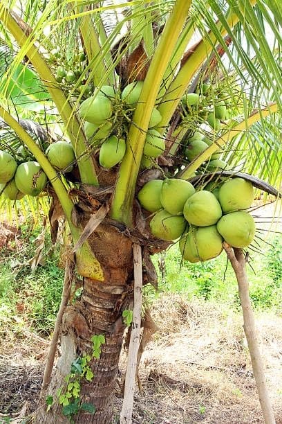 Zxxyanbi"Rare Karala Kalpasree Coconut Nariyal Hybrid Dwarf Fruit  Plant (2-3 Feet Height) After Fruit 3-4 Year(1 Healthy  Plant) For Home Graden Outdoor  Fruit Tree