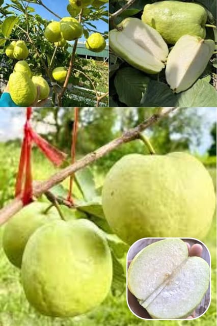 Seedless White Diamond Guava Amrood Grafted Fruit  Plant (Height 1.5-2 Feet)(Special Grafted/Hybrid Variety)Sweet, Aromatic,Mildly Floral;Crisp Refreshing,1 Healthy Plant For Home Garden