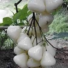 White Wax Water Apple Jamrul Chamba Layering/Grafted Fruit  Plant (Height 1.5-2.5 Feet) Smooth, Shiny White Skin;Mildly Sweet, Refreshing Flavor, 1 Healthy Plant For Home Gsrden
