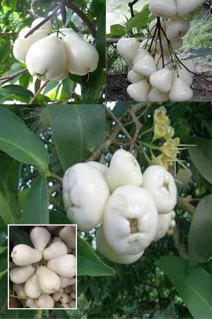 White Wax Water Apple Jamrul Chamba Layering/Grafted Fruit  Plant (Height 1.5-2.5 Feet) Smooth, Shiny White Skin;Mildly Sweet, Refreshing Flavor, 1 Healthy Plant For Home Gsrden
