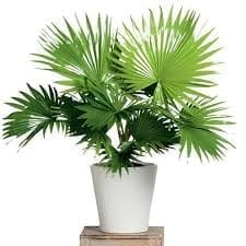 Chinese Fan Plam Ornamental  Plant (Height 1.5-2 Feet) (Livistona Chinensis) Large, Glossy, Deep Green Leaves, 1 Plant Choice For Living Room, Bedroom, Office, Home, And Graden