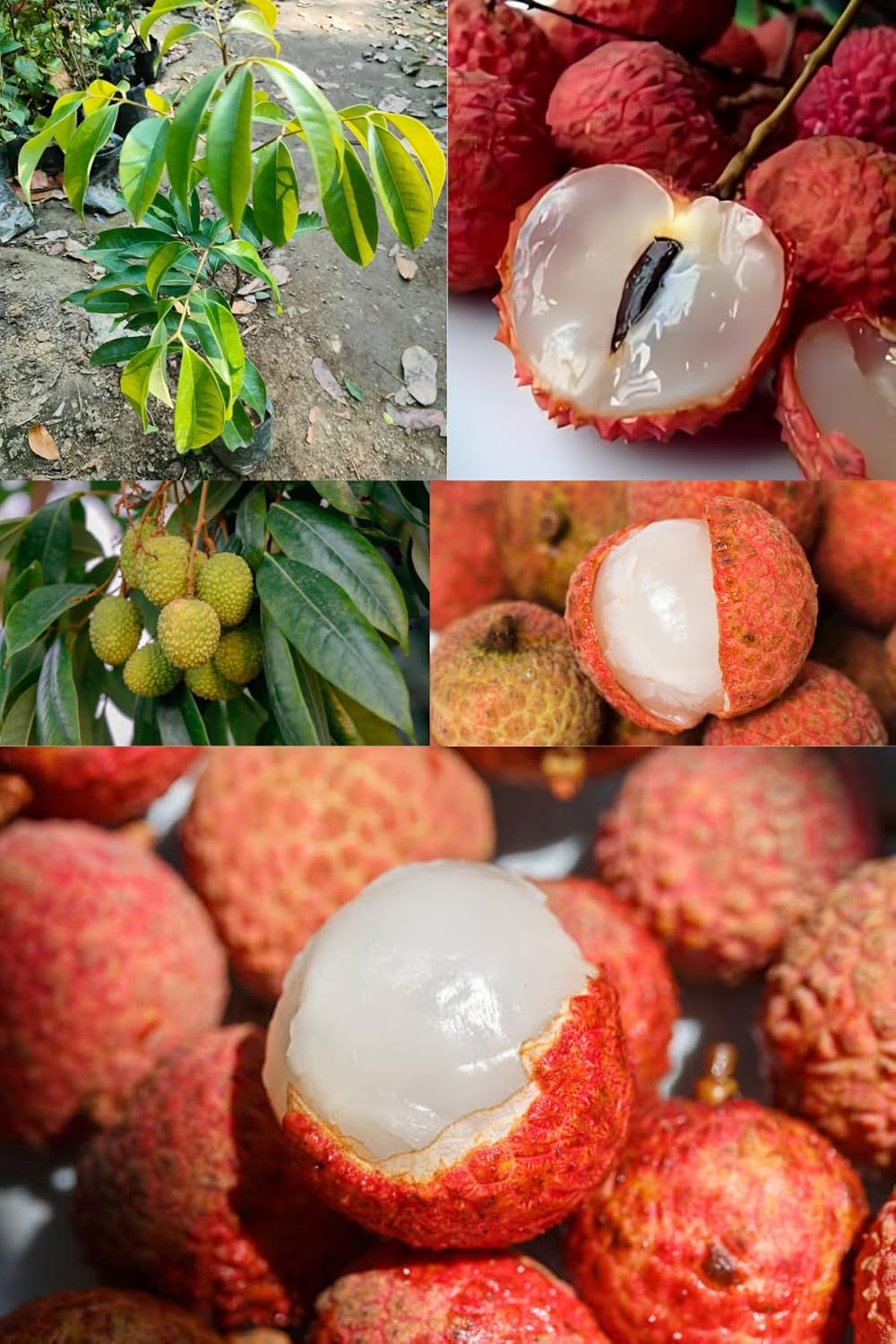 Fresh All Time Tezpur Litchi Fruit Plant Tropical Rare Exotic Dwarf Air Layered Lychee Tree (Height 1.5-2 Feet) Litchi Plant Hybrid All Seasons  White, Juicy Fruit For Home Garden