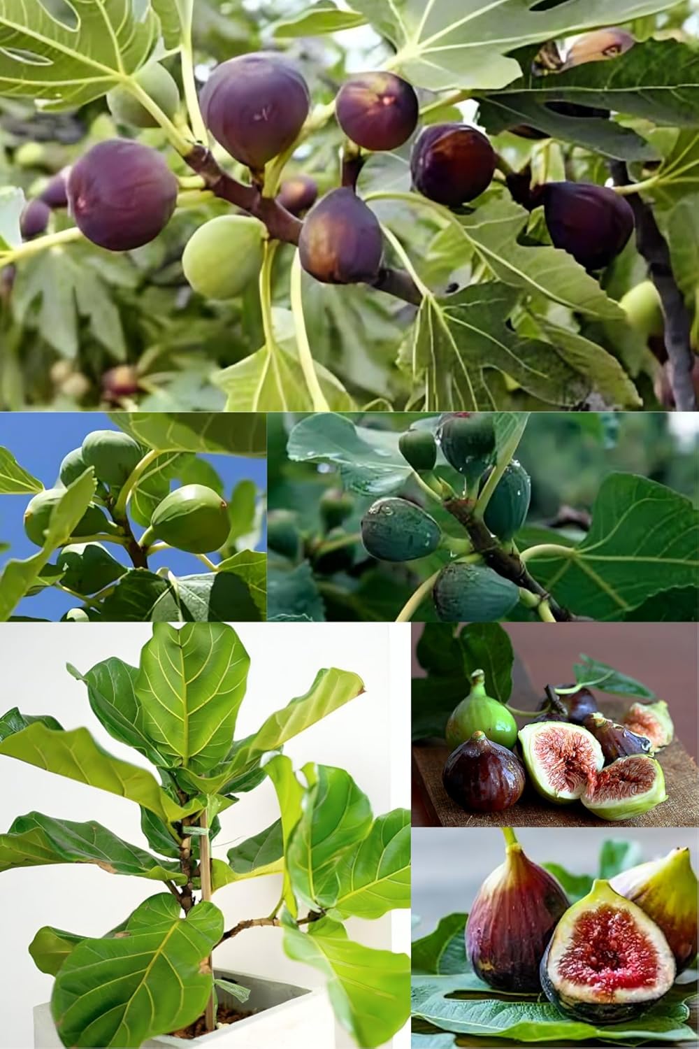 ( Pack Of -2)Fresh Fig Puna/Anjeer Fruit Plant (Height 1-2 Feet) Fresh Fig/Anjeer Hybrid Variety Fruit Plant |After Fruit 5-6 Month| Taste: Soft, Sweet, And Juicy Pulp|Outdoorlive Tree -2