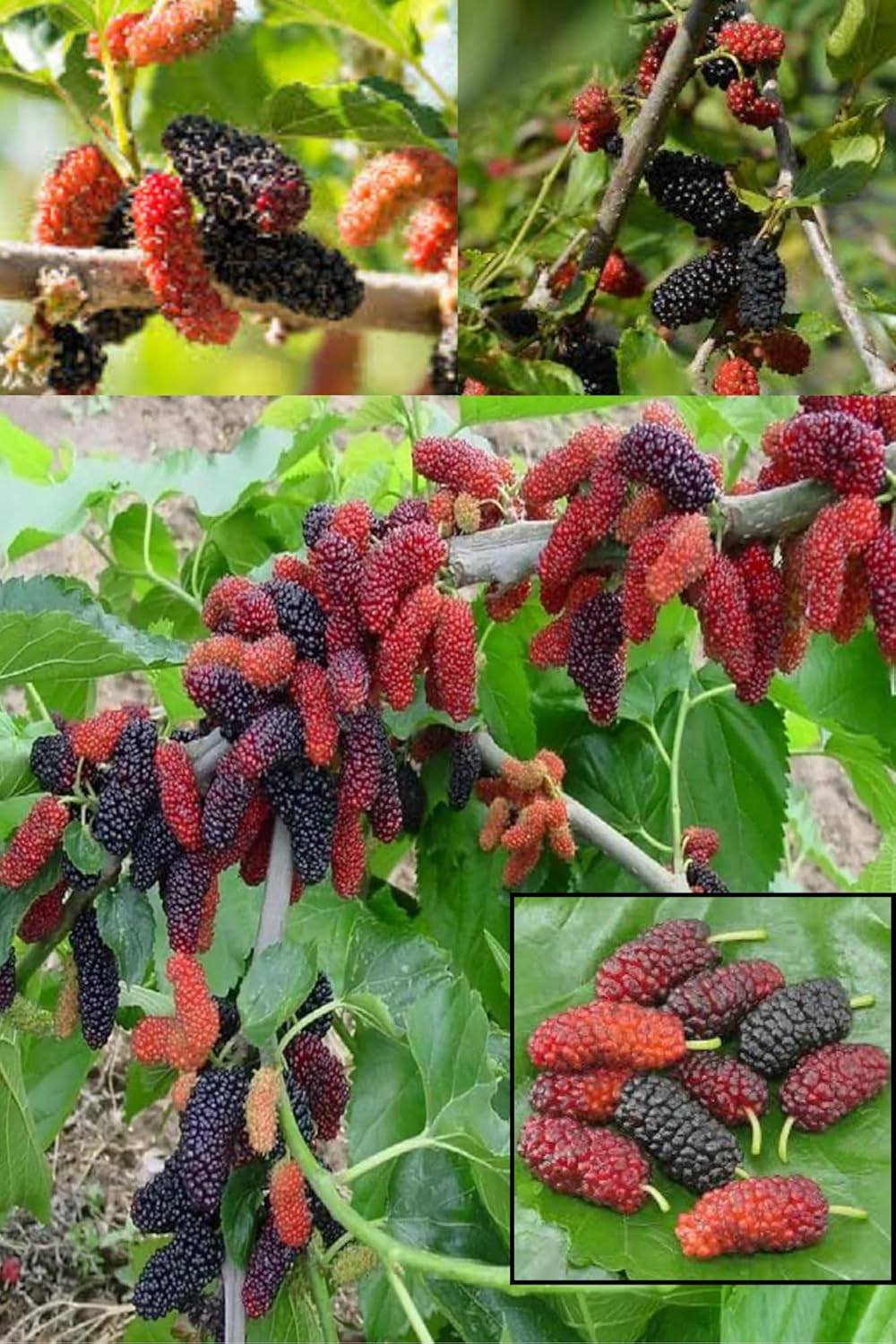 Rare  Mulberry Shahtoot All Time Layering/Grafted Fruit Plant (1.5-2 Feet Height) All Season Amrud(Black) Fresh Organic Hybrid Dwarf Varieties Fruit (Pack Of-1) Outdoor  Fruit Tree