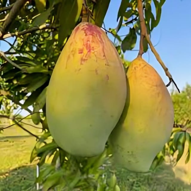 Original Rare Variety Totapuri Mango Fruit Plant Hybrid (1.5-2 Feet Height) Totapuri Mango Plant Original Rare  Mango Grafted Fruit Plant For Home Graden Outdoor  Tree