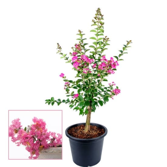 Furush Flower   Plant (Height 1.5-2 Feet) All Season Amrud (Pink) Skin With Flesh Organic Varieties Flower Tree (Pack Of-1) Gardening  Flower Tree