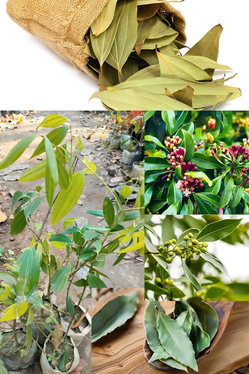 Rere Good Aroma  Bay Leaf Tejpatta Spice Plant (Height 1.5-2 Feet) Bay Leaf Orignal Hybrid  Plant For Home Graden Outdoor  Tree (1 Healthy Bay Leaf Plant)