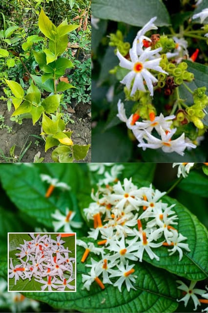 Rare All Time Parijat Flower, Harsingar, Shiuli, Or Night-Flowering Jasmine,  Plant (Height 1.5-2.5 Feet) Air Layered/Baromasi Flower After 2 Month Strong And Pleasant Fragrance Plant